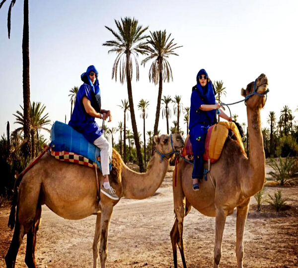 Camel Ride Trip in the Palm Groves